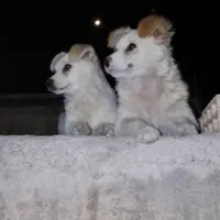 یک جفت سگ پاکوتاه نروماده به فروش میرسد