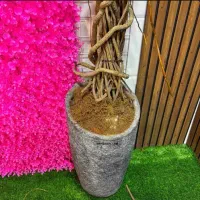 ریشه کیوی یا بدنه درختچه شکوفه مصنوعی