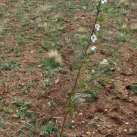 1000-متر-زمین-باغی-با-آب-در-منطقه-سیدان-آستانه