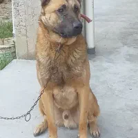 سگ ژرمن نر باهوش