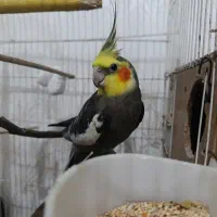 عروس هلندی