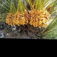 رطب برحی