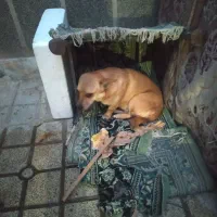 سگ پاکوتاه خونگی