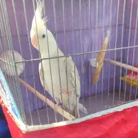 عروس هلندی