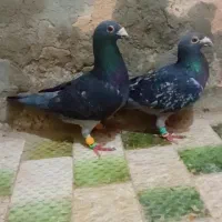 دسته پلاکی سرور هفت رنگ  بزک