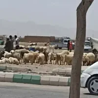 ذبح گوسفند وقصابی سیار ماهان جوپار کرمان