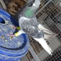 زره ای دم سفید کرمانی