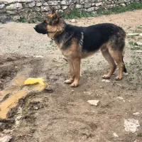سگ ژرمن