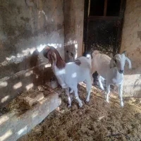 دوتا بز ماده