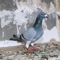 چهار عدد دوبر