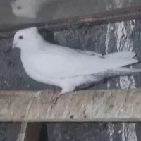 کبوتر  تیر ماهی