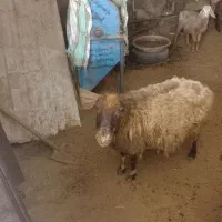 گوسفند|حیوانات مزرعه|بجنورد, |دیوار