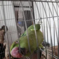 ملنگو|پرنده|علی‌آباد کتول, |دیوار