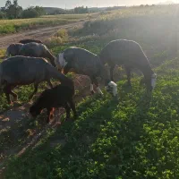 گوسفند میش وبره