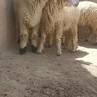 هشت عدد بره نر