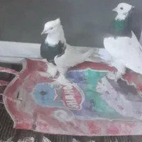 طوقی