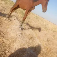 اسب