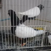 جفت سینه .جوجه طوقی