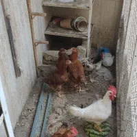 مرغ و خروس