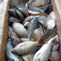 شانگ تازه درجه یک
