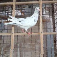 جوجه کبوتر ۱۲ عدد