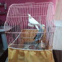 عروس هلندی نرو ماده