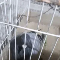 کفتر سبز پلاکی