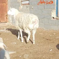 سلام بره قوچی