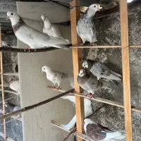 کفتر هما سرور