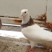 یک جفت طوق سرورباجوجه