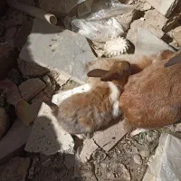 خرگوش|موش و خرگوش|سنندج, |دیوار