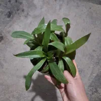 گل و گیاه طبیعی