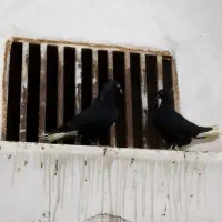 کفتر