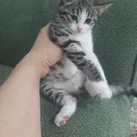 گربه