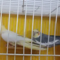 عروس هلندی کاملا مولد