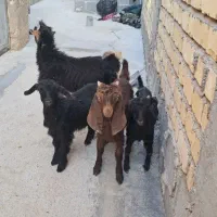 سلام چهار عدد کهره نر خوراک خور سالم مخصوص نگهداری