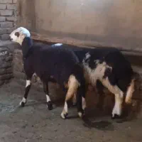 بره قوچ ، میش،گوسفند