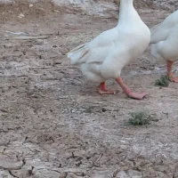 قوغاز لیندا نر جوان