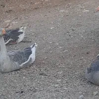 فروش غاز ۶ ماهه