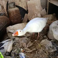 یک عدد غاز نر درجه یک