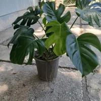 انجیری مانسترا کینگ،سانسوریا، زاموفیلیا،شمعدانی.