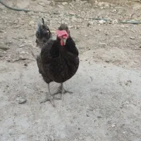 مرغ و خروس و جوجه محلی اصل