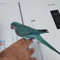 راهب آبی۷۵ روزه تازه دا نخور