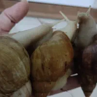 حلزون و حلزون تراپی