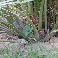بچ نخل