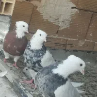 طوقی مولد بشرط جوجه کشی