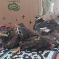 جوجه مینا