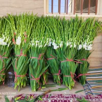 پخش گل ازشهرستان