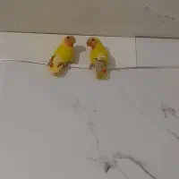 ۲تاکوتوله دستی
