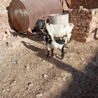 بز شیرا با بزغاله نر